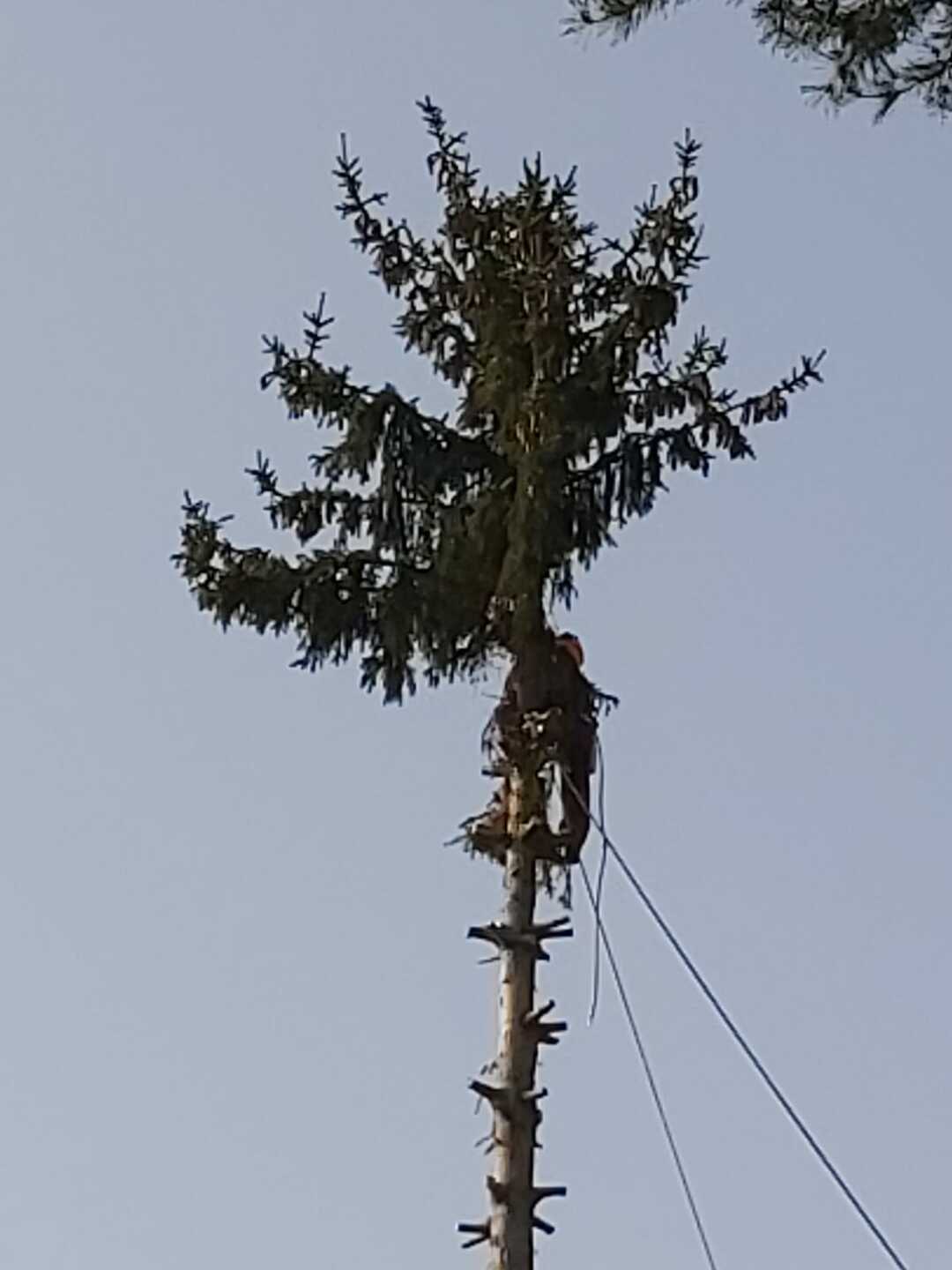 Ein Bild aus der Bildergallerie