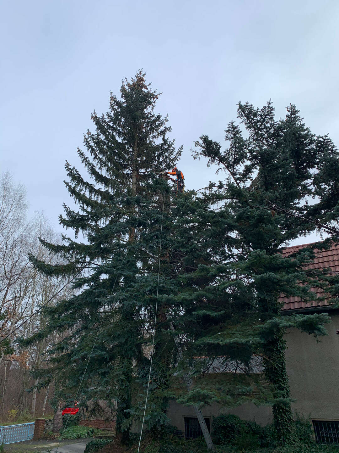 Ein Bild aus der Bildergallerie