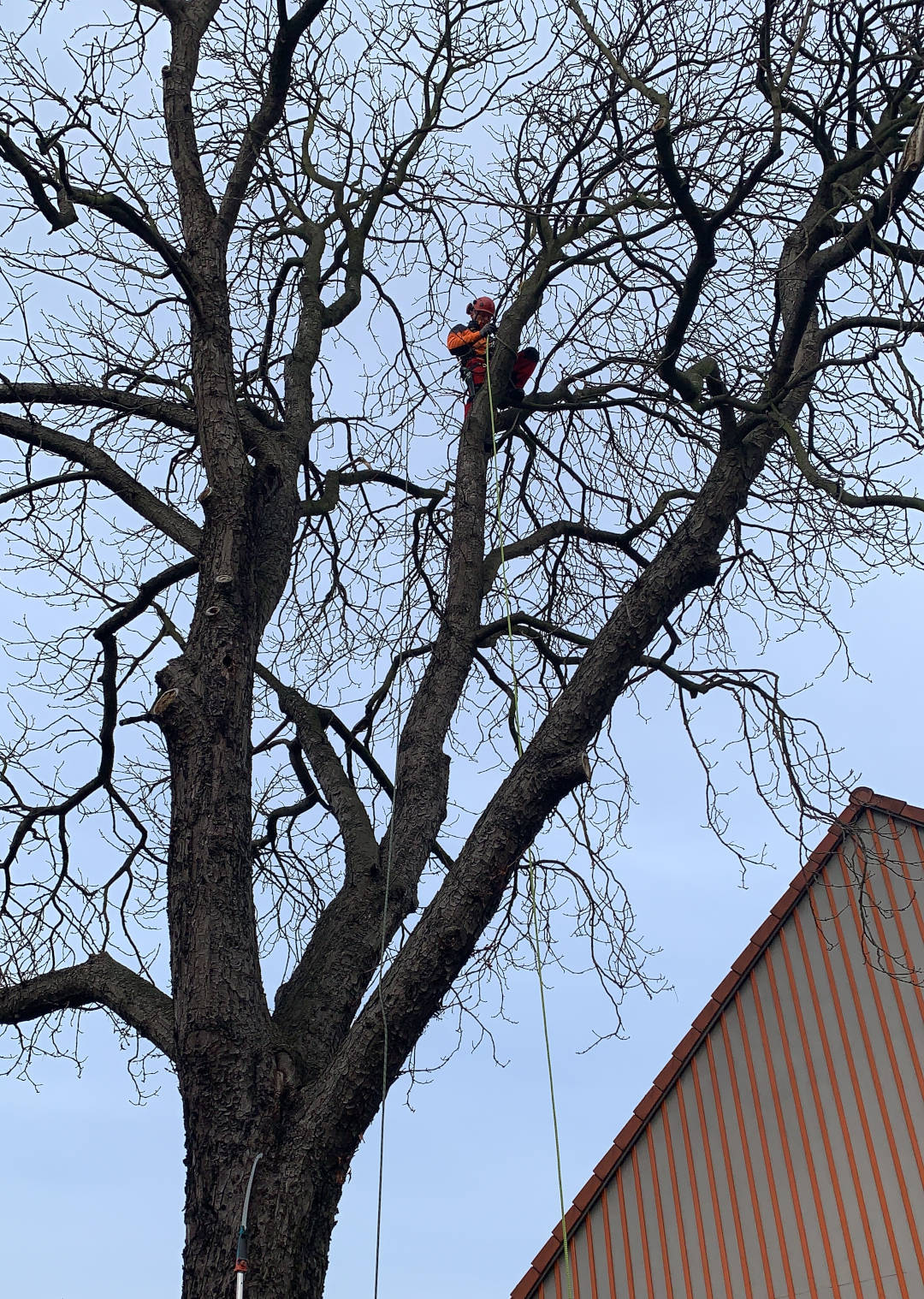 Ein Bild aus der Bildergallerie