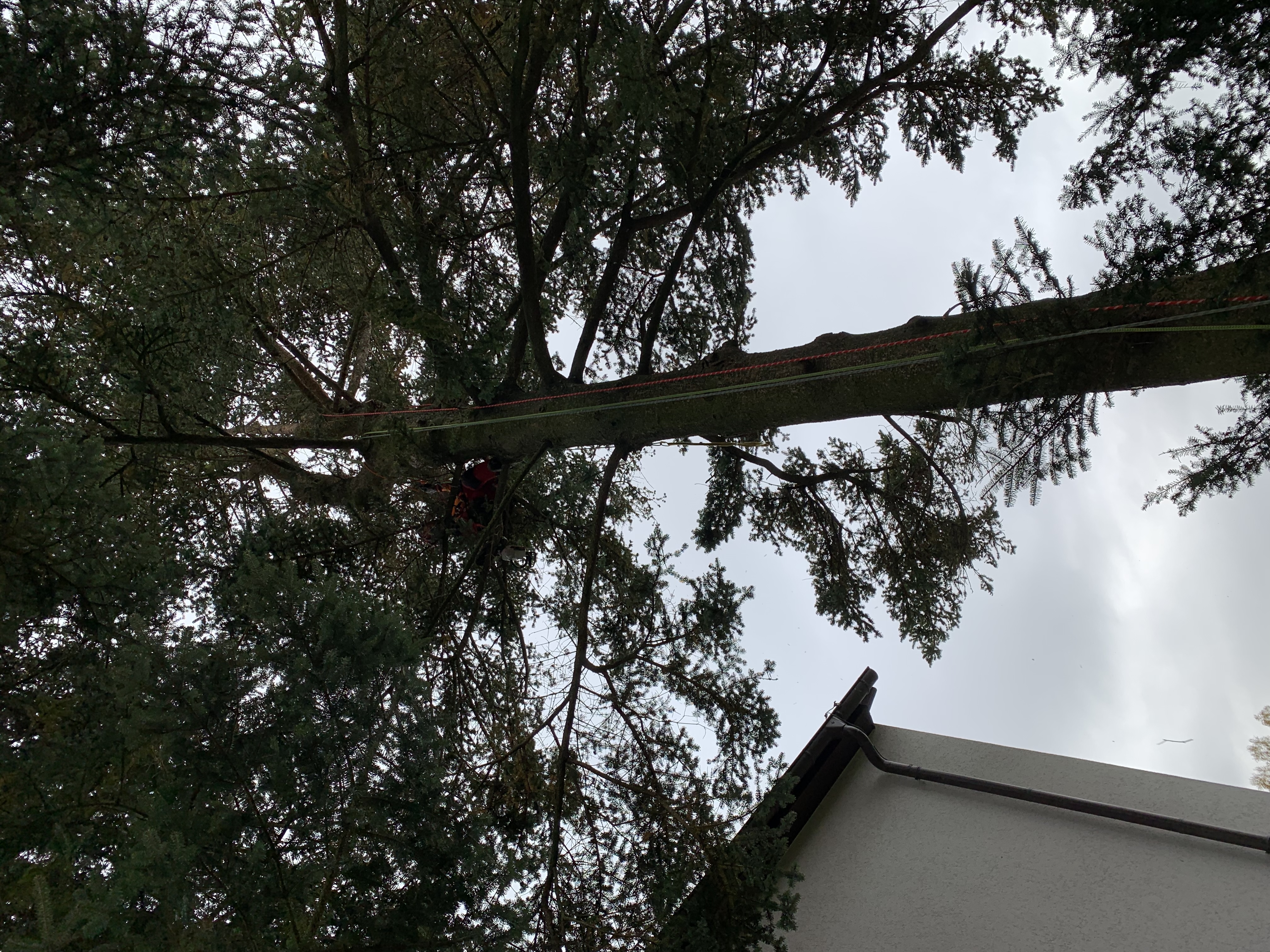 Ein Bild aus der Bildergallerie