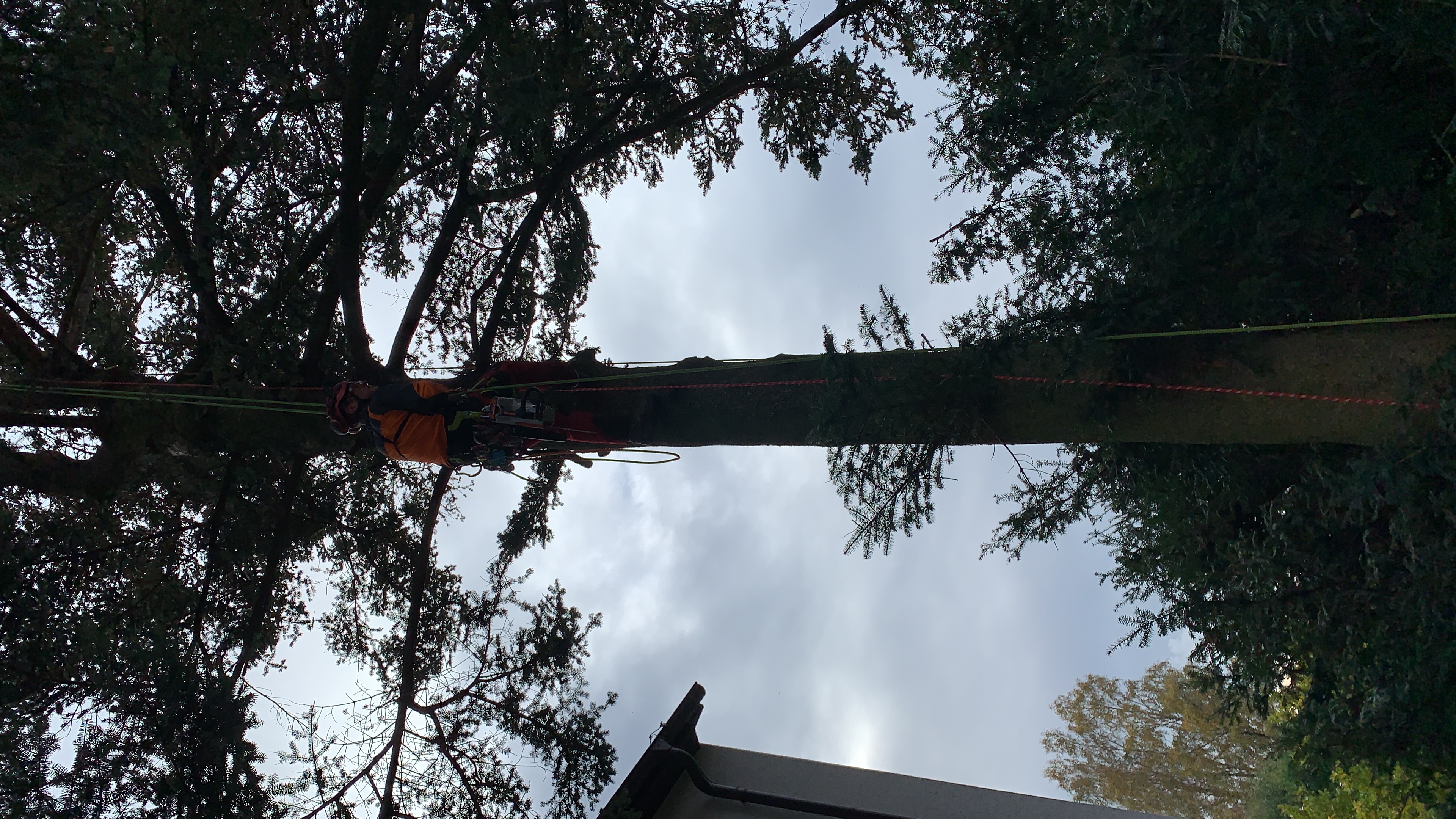 Ein Bild aus der Bildergallerie