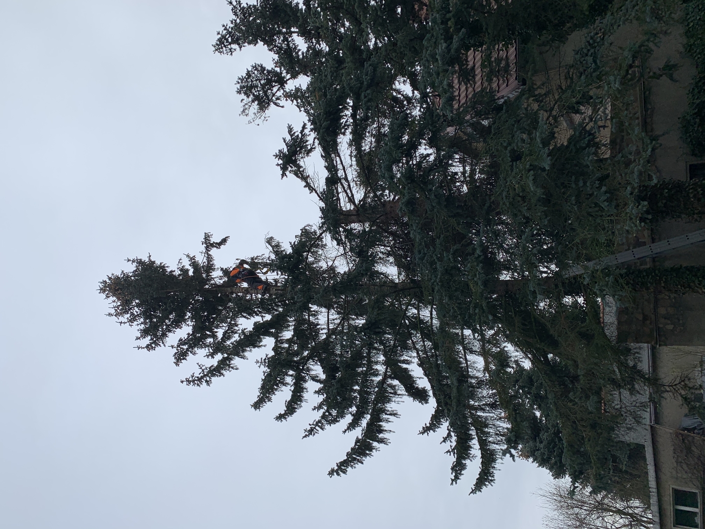 Ein Bild aus der Bildergallerie